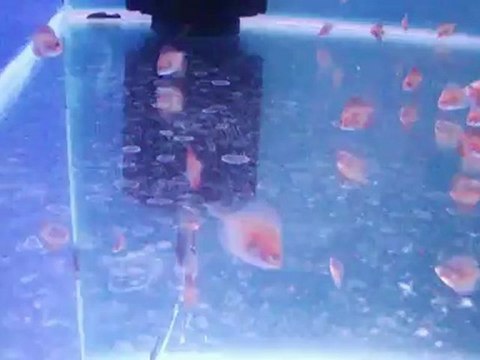 Melon erkek*red valentine dişi