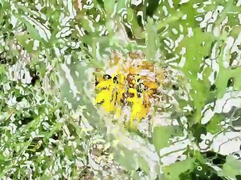 Diaporama Du 27 août 2006 au28 juin 2010 pour un déjeuner au soleil-Écran