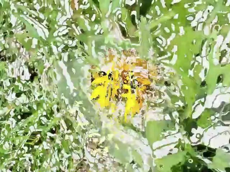 Diaporama Du 27 août 2006 au28 juin 2010 pour un déjeuner au soleil-Écran