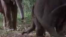 Amarula, fruto que emborracha a los animales