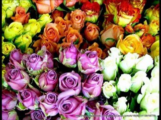 Ben seni unutmak için sevmedim..