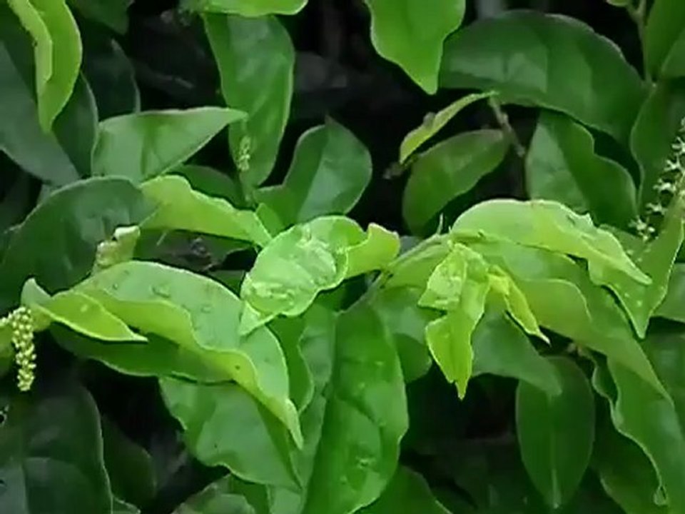 DSCF0214