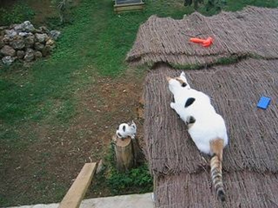 CHATS