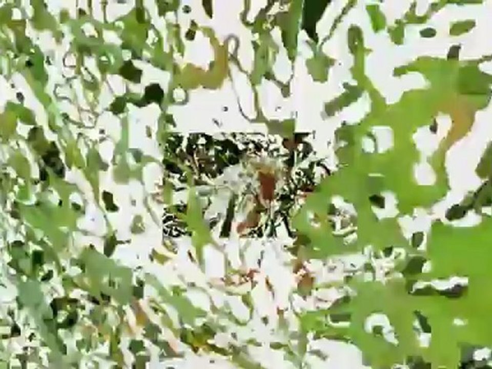 Diaporama Du 27 août 2006 au28 juin 2010 pour un déjeuner au soleil-Écran