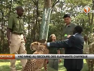 Kenya : Yao Ming au secours des éléphants d’Afrique
