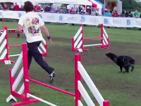 Taiga, epagneul breton, agility, GPF 2012, Manche 2