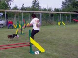 Elia, epagneul breton, agility, tétéghem 2012, open  