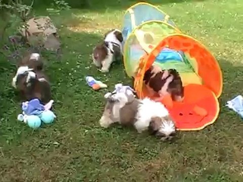 Chiots shih tzu de la magie de lys