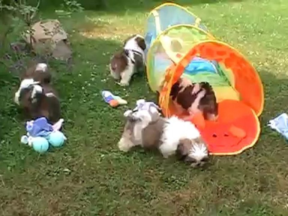 Chiots shih tzu de la magie de lys