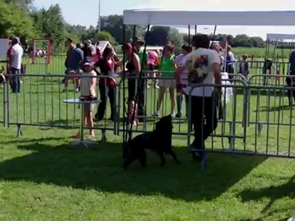 Taiga, epagneul breton, agility, armbouts 2012, open