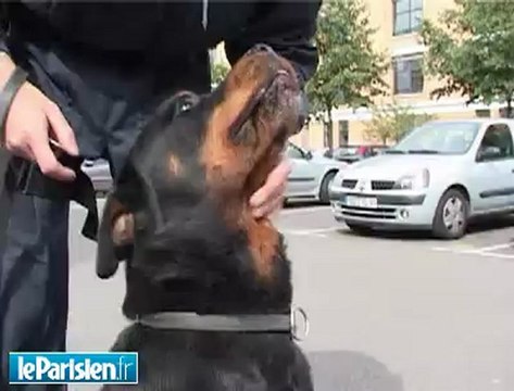 Des chaussettes pour les chiens policiers !