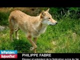 La chasse au loup autorisée dans le Var, les éleveurs sceptiques