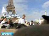 Transhumance sous la Tour Eiffel