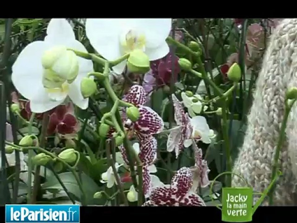 Jacky la main verte vous dit tout sur les orchidées