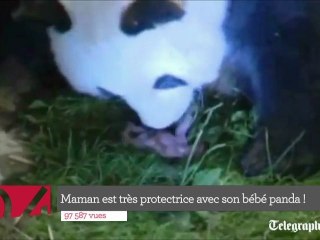 Top 5 : l'émouvante relation d'un panda avec son bébé