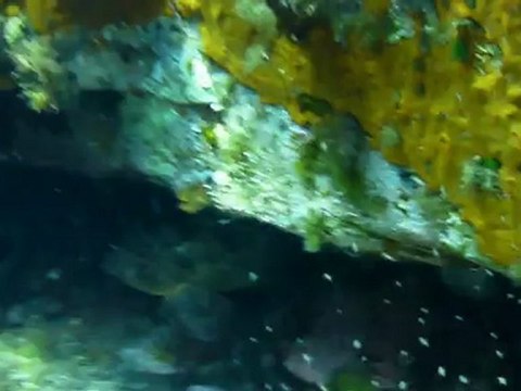 chasse sous marine cannes barra killer