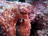 Ahtapot ve Mürakkep Balığının Kamuflajı