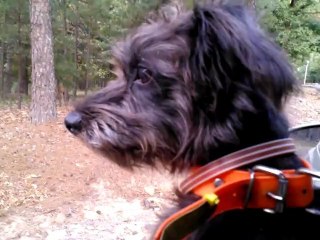 Deer Dog "Outdoor Hunting Adventures"