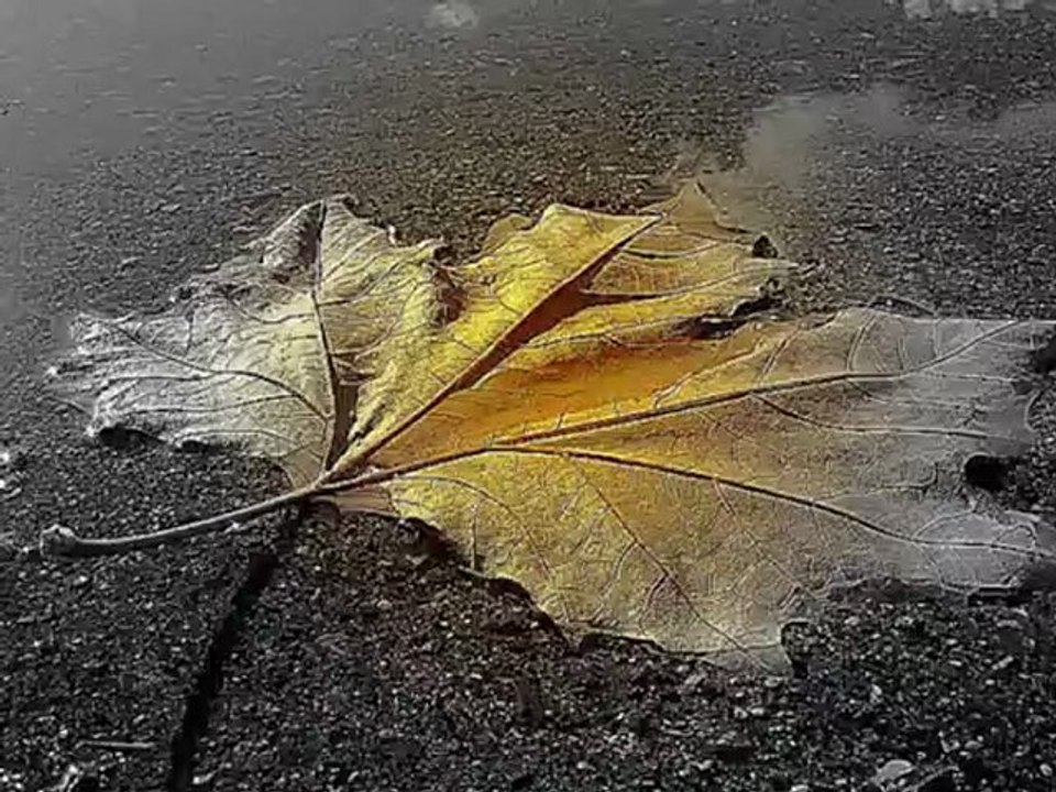 Sanatkarane-Müsade Özdemir