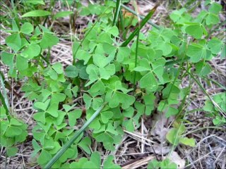Wild Foraging Series - Wood Sorrel