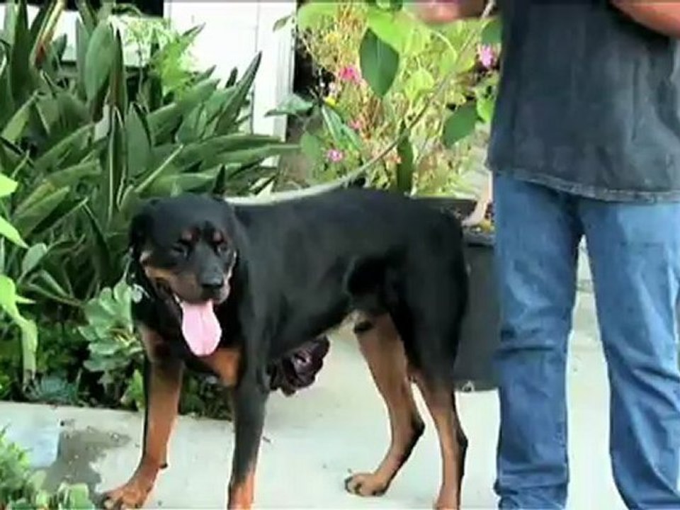 Xcorps DOZER Dog Wears PIVOTHEAD POV Camera HD