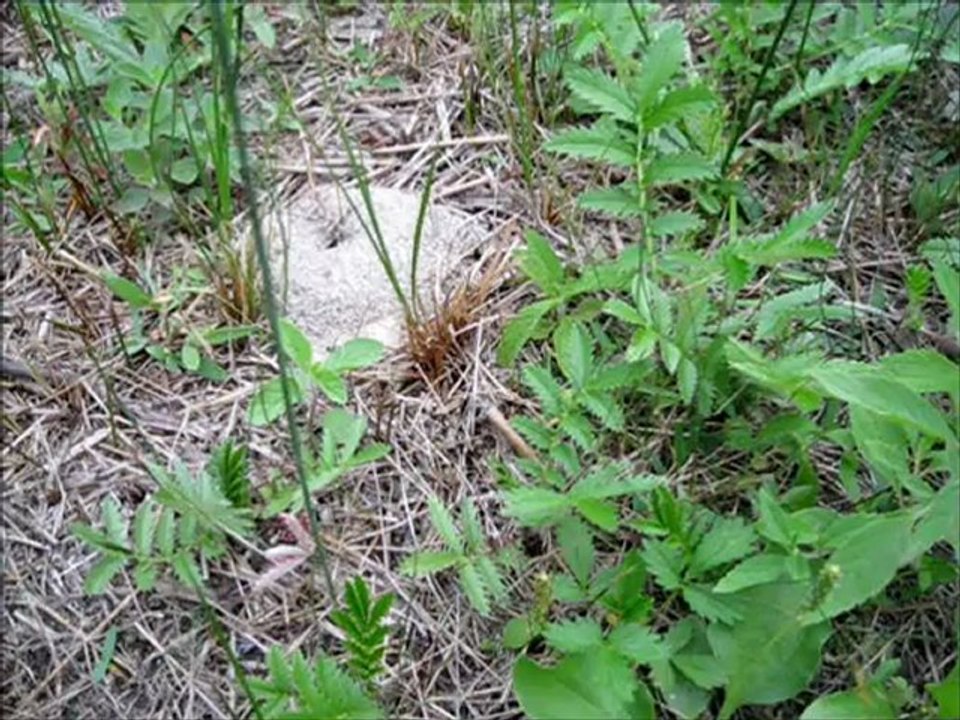 Wild Foraging Series - Common Wild Plantain