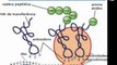 2-Biologia-Resumo para o ENEM  Ácidos nucléicos - Autoduplicação e síntese protéica