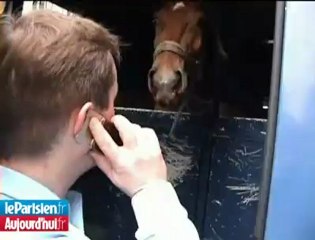 Des poneys s'échappent sur l'A4 et le périphérique