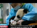 Cheng Du : le berceau chinois des pandas géants