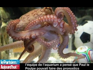 Paul le Poulpe finira ses jours en Allemagne