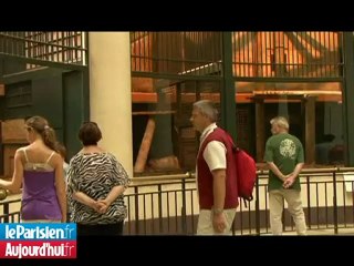 Deux panthères rarissimes sont nées à Paris