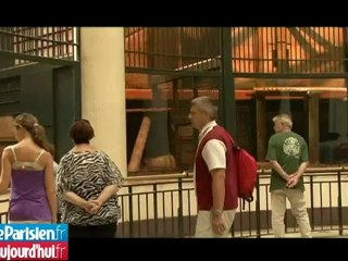 Balade estivale à la Ménagerie du jardin des plantes