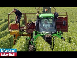 Les voleurs vendangent 30 tonnes de raisin en une nuit