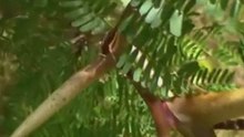 La force cachée des plantes - Comme des bêtes (arte)