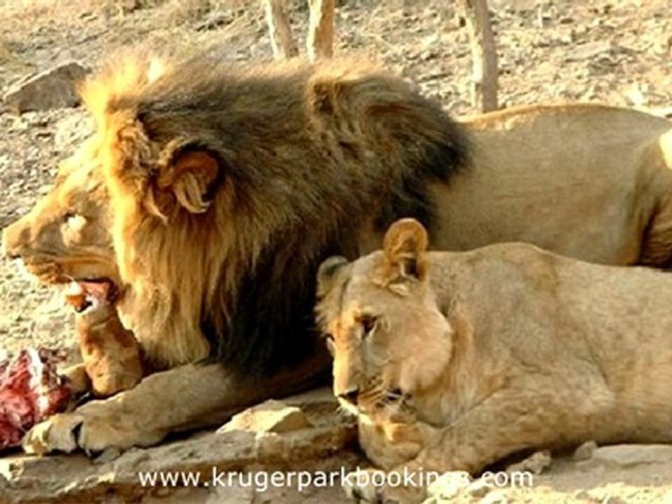 Marloth Park Lodging Accommodation (Part 2)