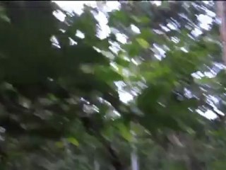 Balade.. forêt Gabon.