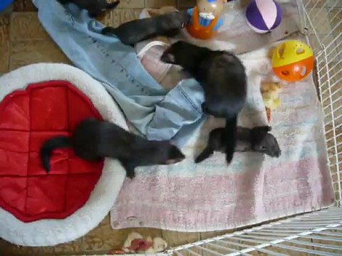 Bébé d' Inaya et Kenjy 5 semaines