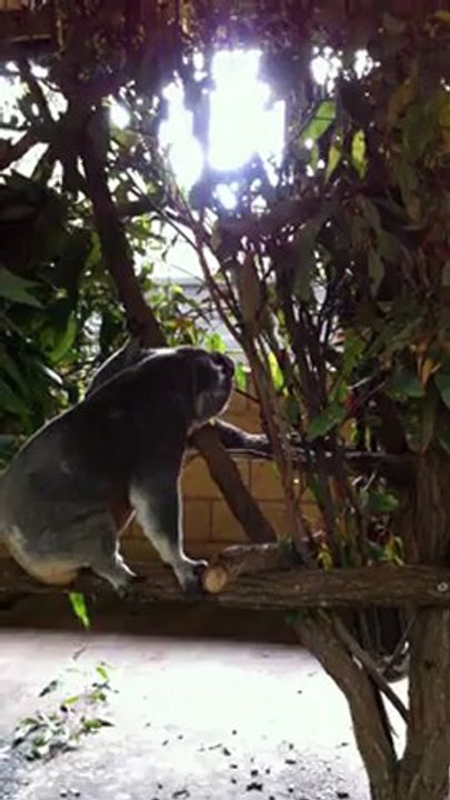 Cri de koala