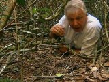 Bowerbirds The Art Of Seduction by David Attenborough