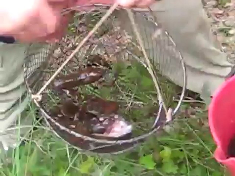 pesca de cangrejos  de rio www.sesliozyurt.com  .............................  seslipepsi.com