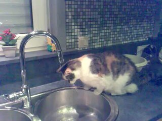 wiesje op een warme dag