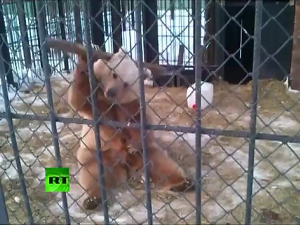Kung Fu Panda, Russian style: Video of Siberian 'pole bear'