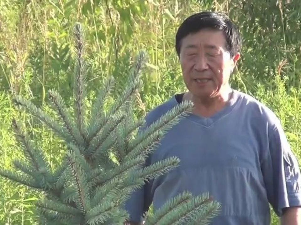 Zhineng Qigong Trees Planting in USA - Part I