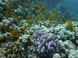 video dahab 2012 15.2 mn fullscreen AVI