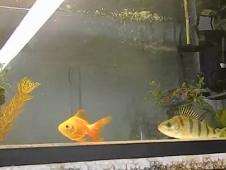 perche vs poisson rouge