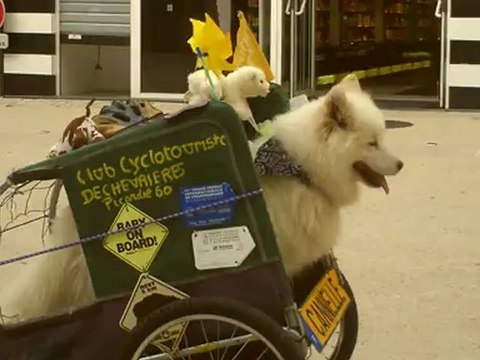 niort semaine federale cannelle