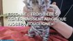 Essonne : trois bébés tigres naissent au cirque 