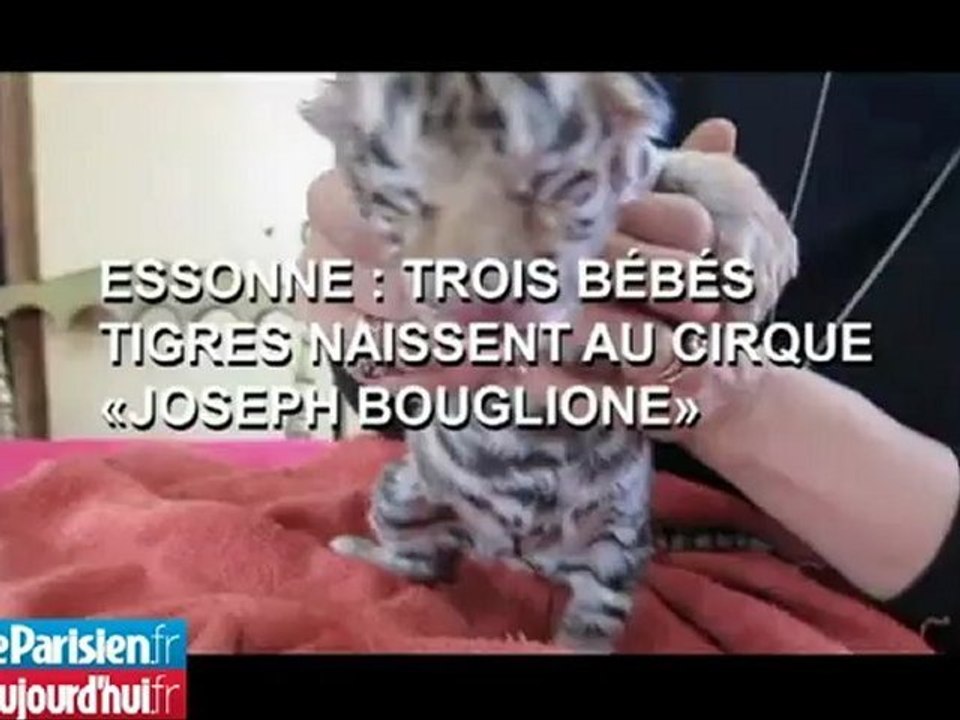 Essonne : trois bébés tigres naissent au cirque "Joseph Bouglione"