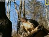 [Natgeo] America Indomable 04 - Bosques y Selvas