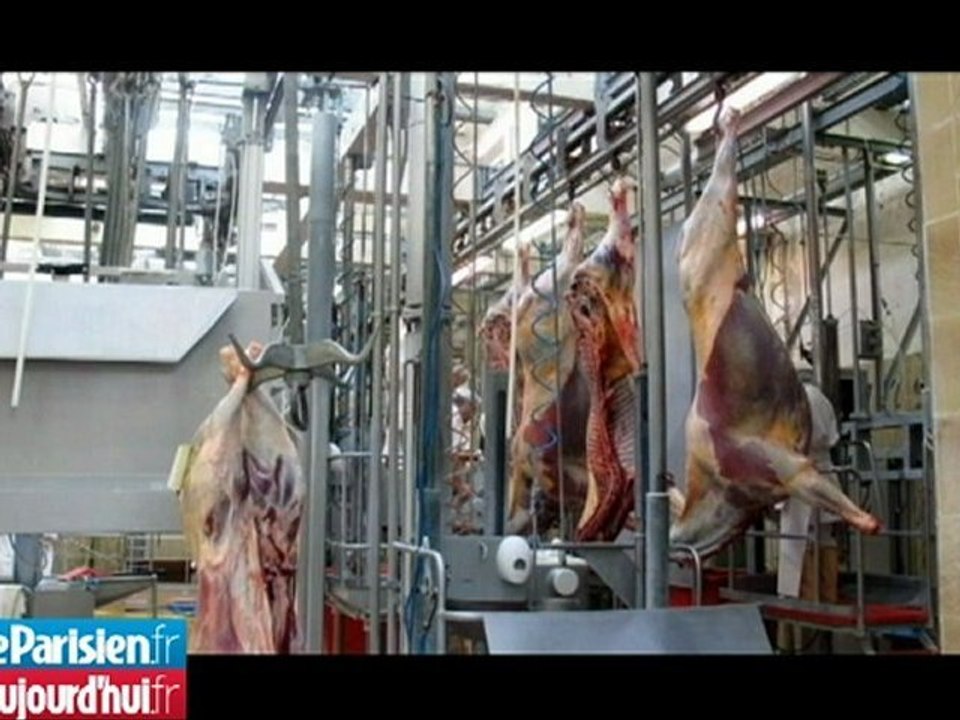 La fondation Brigitte Bardot veut recueillir une vache qui a fui l'abattoir